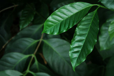 Close-up of green leaves