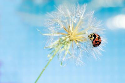 Close-up of ladybug sitting on a dandelion