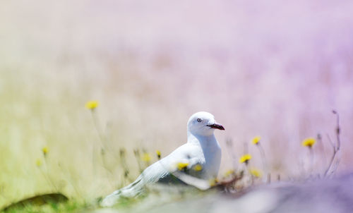 Close-up of seagull on field