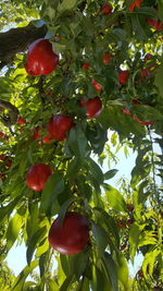 Low angle view of leaves on tree