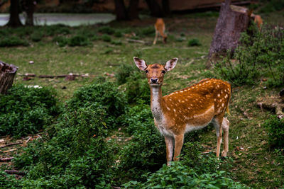 Portrait of deer standing on field