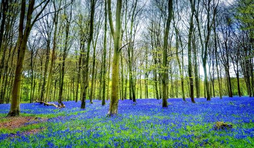 Panoramic view of trees in forest