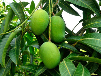 Close-up of fresh green mangos on tree