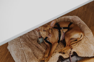 High angle view of dog resting at home