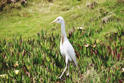 Side view of a bird on field