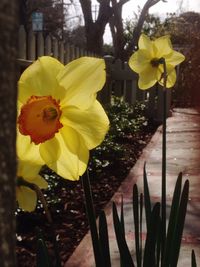 Close-up of yellow hibiscus blooming outdoors