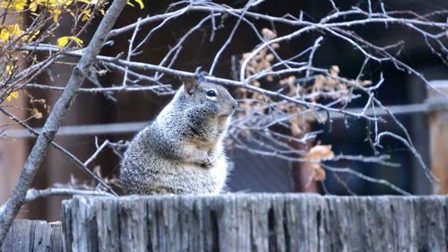 Close-up of squirrel on fence