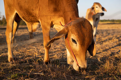 Side view of sheep on field