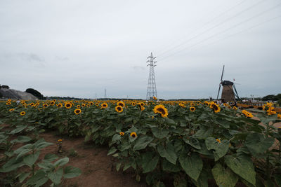 Yellow flowers growing against sky