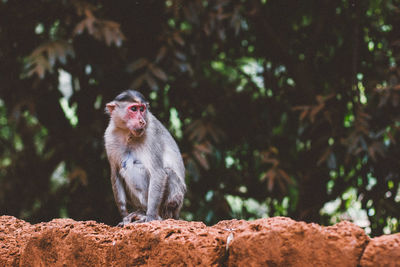 Close-up of monkey looking away while sitting on rock against trees
