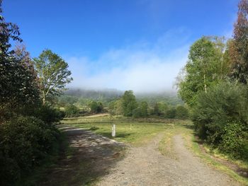 Road amidst trees against sky