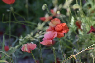 Close-up of red rose on leaves