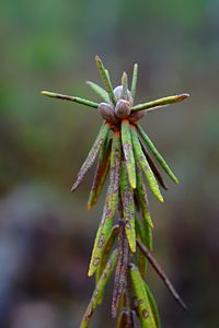 Close-up of flower bud