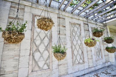 Low angle view of potted plants in patio