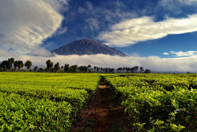 Scenic view of agricultural field against sky