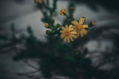 Close-up of yellow flowering plant
