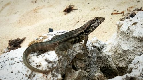Close-up of plant against white background
