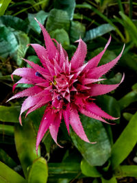 Close-up of pink flower