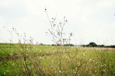 Scenic view of grassy field against sky