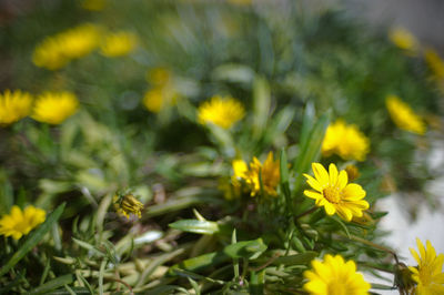 Close-up of yellow flower
