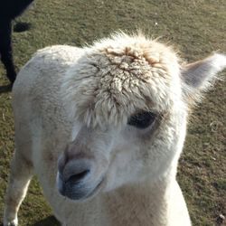 Close-up of white horse on field