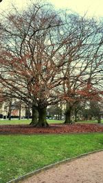 Trees in park