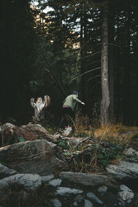 View of bird in forest