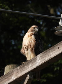Low angle view of red tail hawk perching on wood pole.