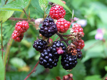 Close-up of strawberries