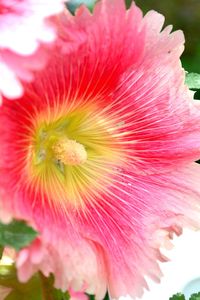 Close-up of hibiscus blooming outdoors