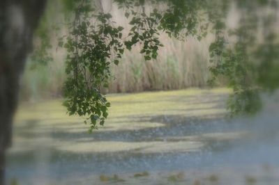 Trees in park