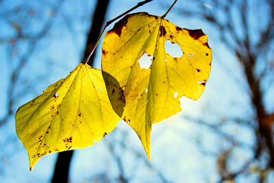 Close-up of yellow leaf against sky