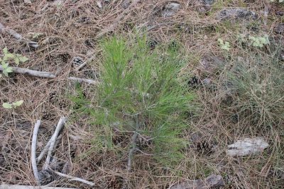 High angle view of plant on land