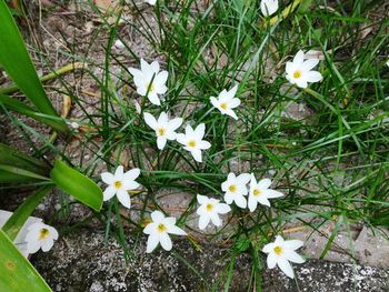 High angle view of white crocus flowers blooming on field