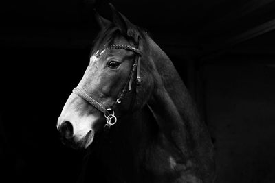 Close-up of horse in stable