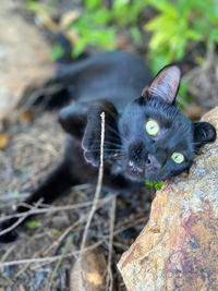 Close-up portrait of black cat