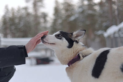 Close-up of a dog