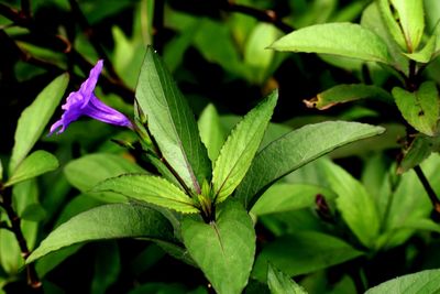 Close-up of green plant