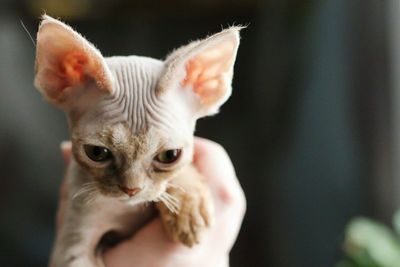 Cropped hand of person holding devon rex kitten