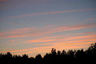 Silhouette of trees at sunset