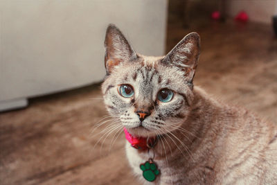 Close-up portrait of cat