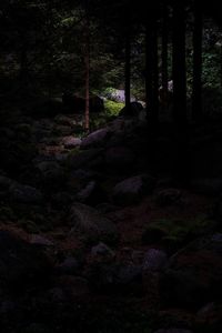 Trees in forest