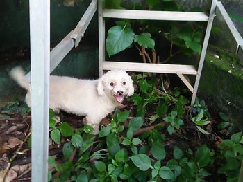 High angle portrait of dog