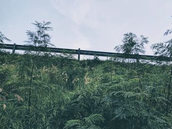 Plants growing on land