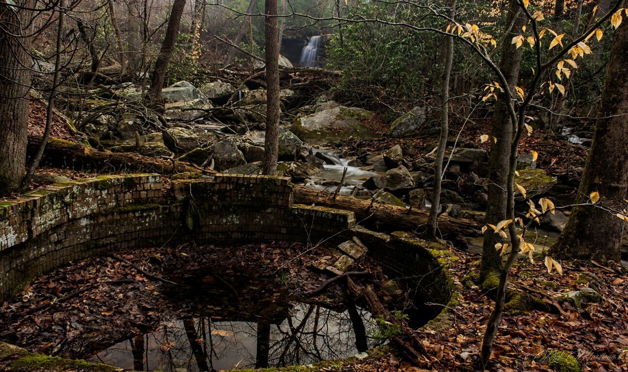 tree, built structure, architecture, plant, growth, building exterior, abandoned, forest, branch, old, day, outdoors, nature, damaged, no people, obsolete, bare tree, tree trunk, rock - object, deterioration