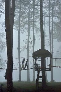 Bare trees against sky