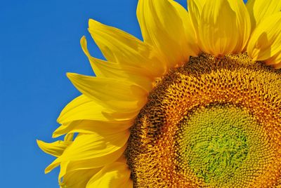 Close-up of sunflower blooming against clear blue sky