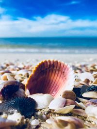 Close-up of seashell on beach