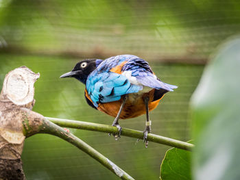 Close-up of bird perching on tree