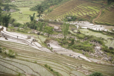 Scenic view of rice terrace